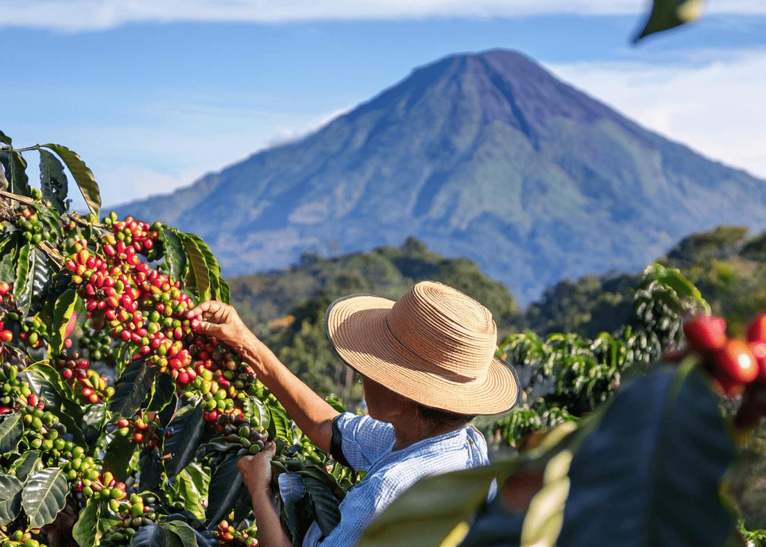 Bourbon Coffee: A Timeless Variety with Rich Flavors - Jones Ranch Coffee Company