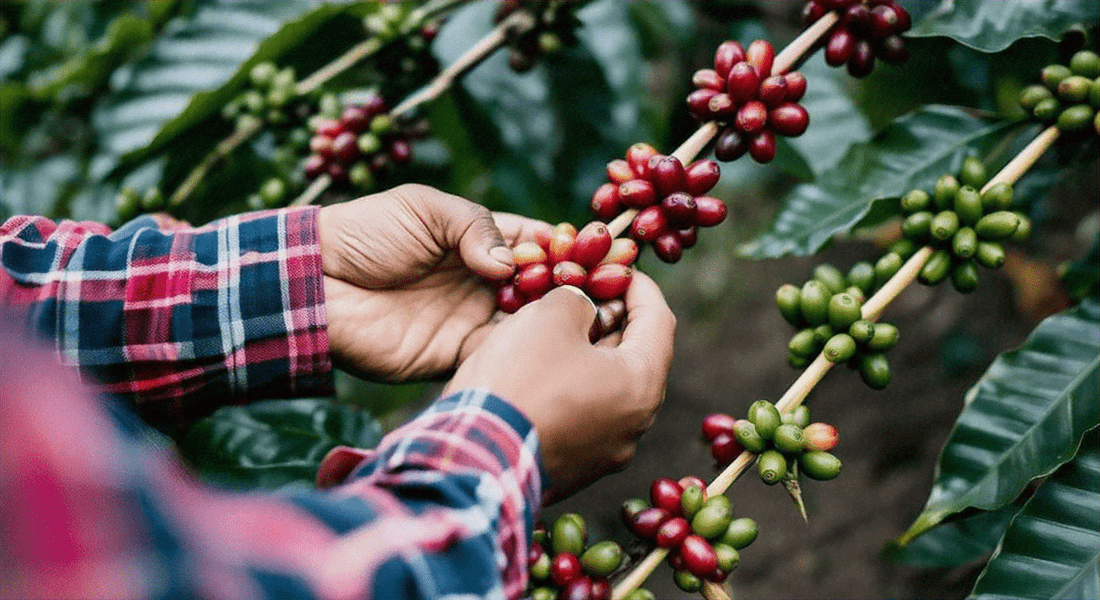 Farm To Cup: A Behind-the-Scenes Look at Our Supply Chain - Jones Ranch Coffee Company