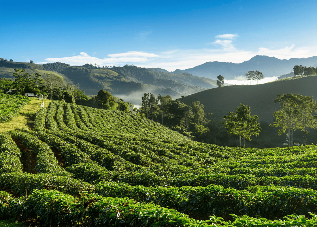 How Altitude Shapes Coffee Flavor - Jones Ranch Coffee Company