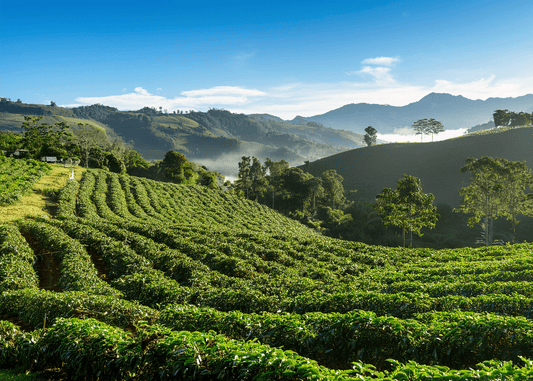 How Altitude Shapes Coffee Flavor - Jones Ranch Coffee Company