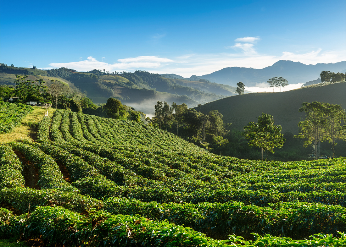 High-altitude coffee farm in Central America with coffee plants growing at 4,000 to 6,000 feet elevation.