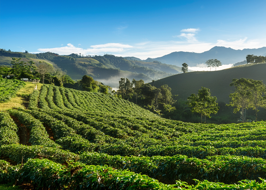 High-altitude coffee farm in Central America with coffee plants growing at 4,000 to 6,000 feet elevation.