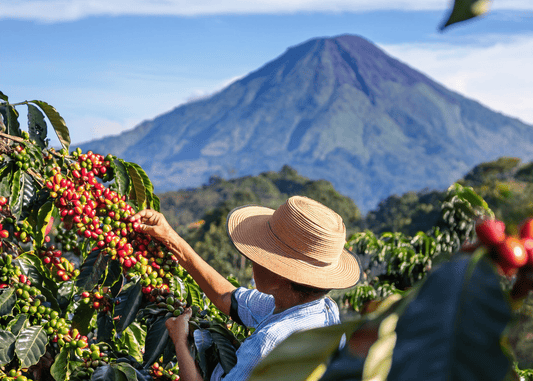 Pacamara: The Story Behind One of the World’s Most Unique Coffee Varieties - Jones Ranch Coffee Company