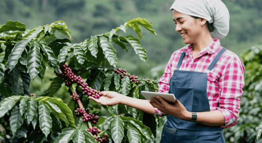 Taste the Difference: What Makes Single-Origin Coffee Special - Jones Ranch Coffee Company