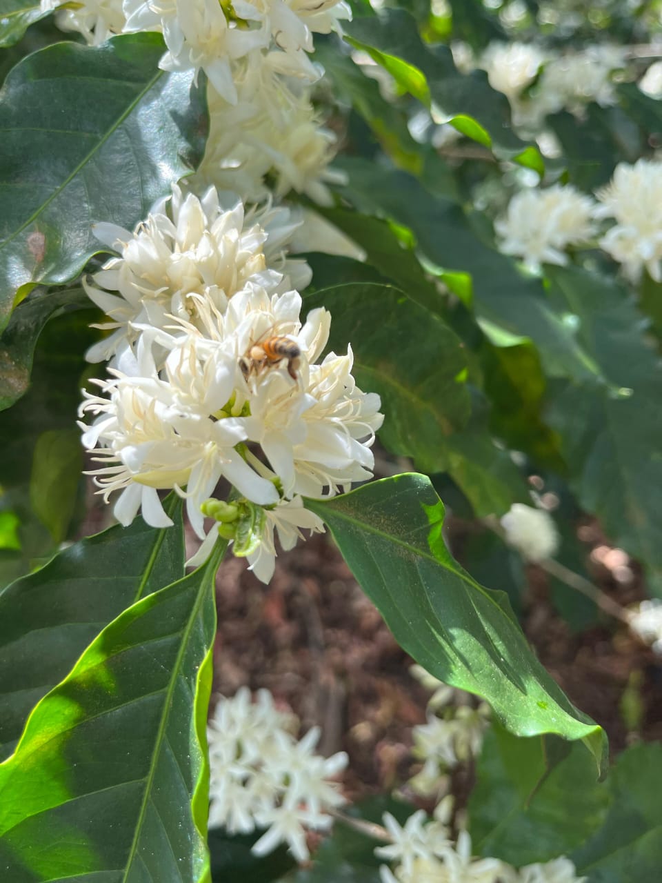 What Coffee Flowers Reveal About the Upcoming Harvest