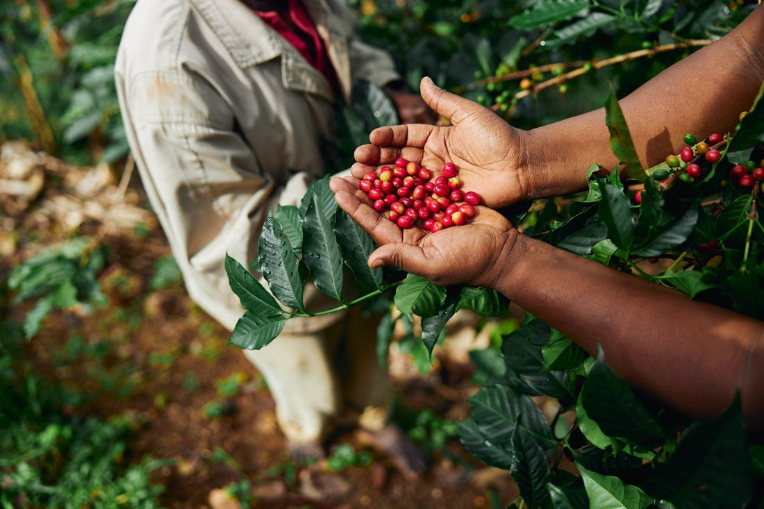What’s Next for Single-Origin Coffee in 2026 | Trends, Sourcing & Quality - Jones Ranch Coffee Company
