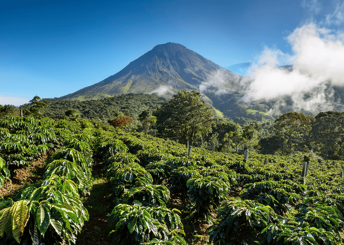 Why Volcanic Soil Creates Signature Coffee Flavors - Jones Ranch Coffee Company