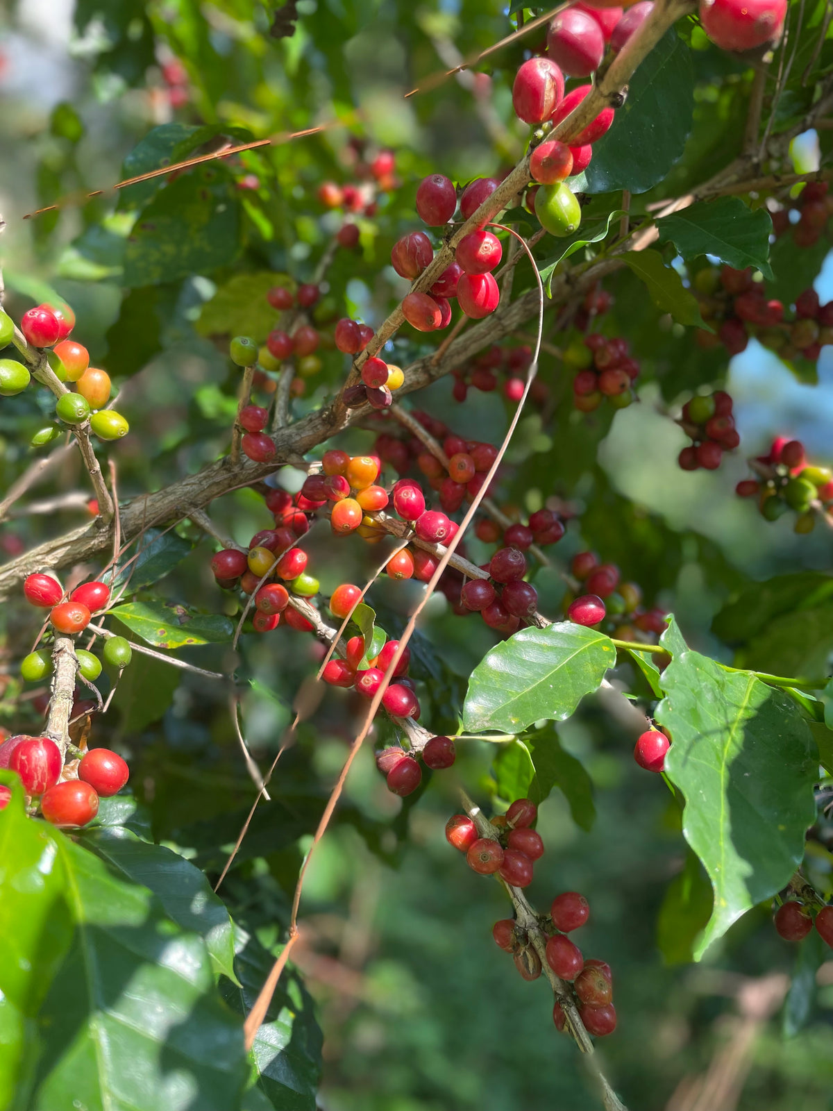 Jones Ranch Rambouillet Jones Ranch Coffee Company - Premium Single Origin Coffee